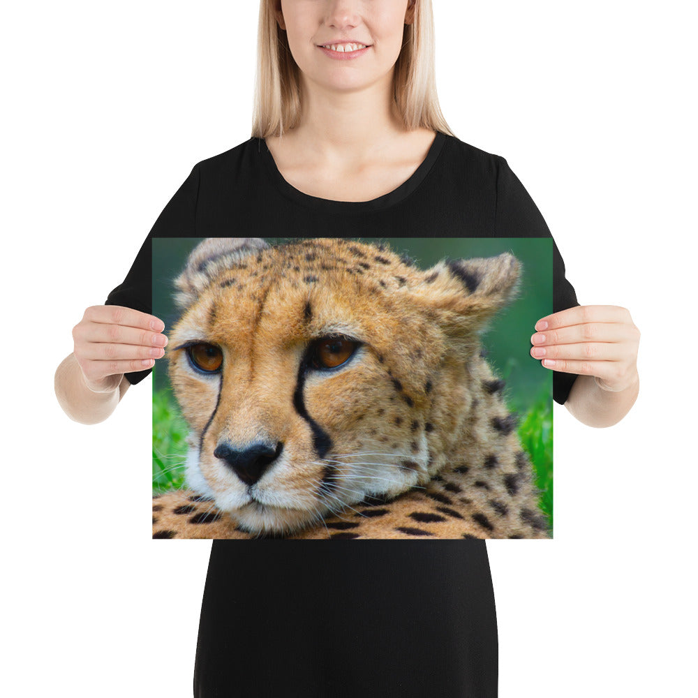 cheetah, cat, cats, feline, nature, africa, safari, photo