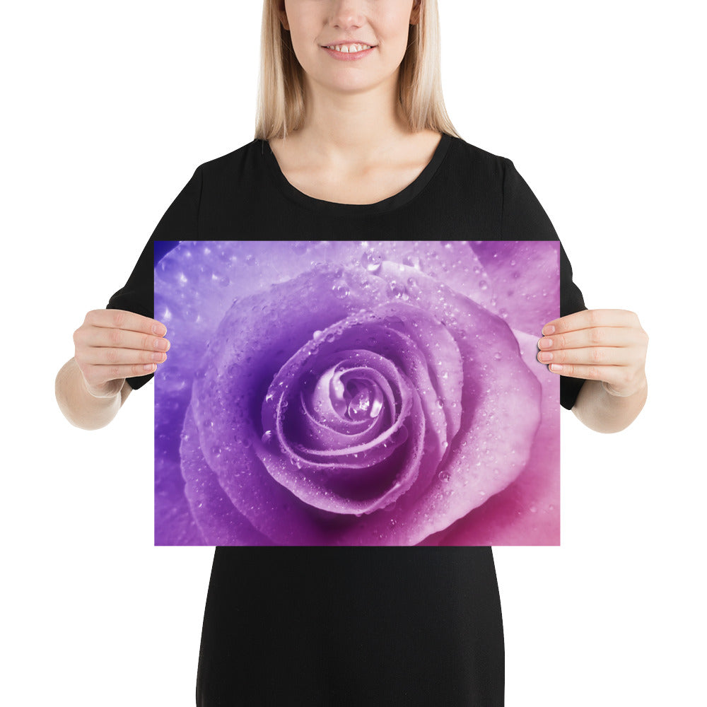 pink, purple, rose, pink rose, cute, valentine