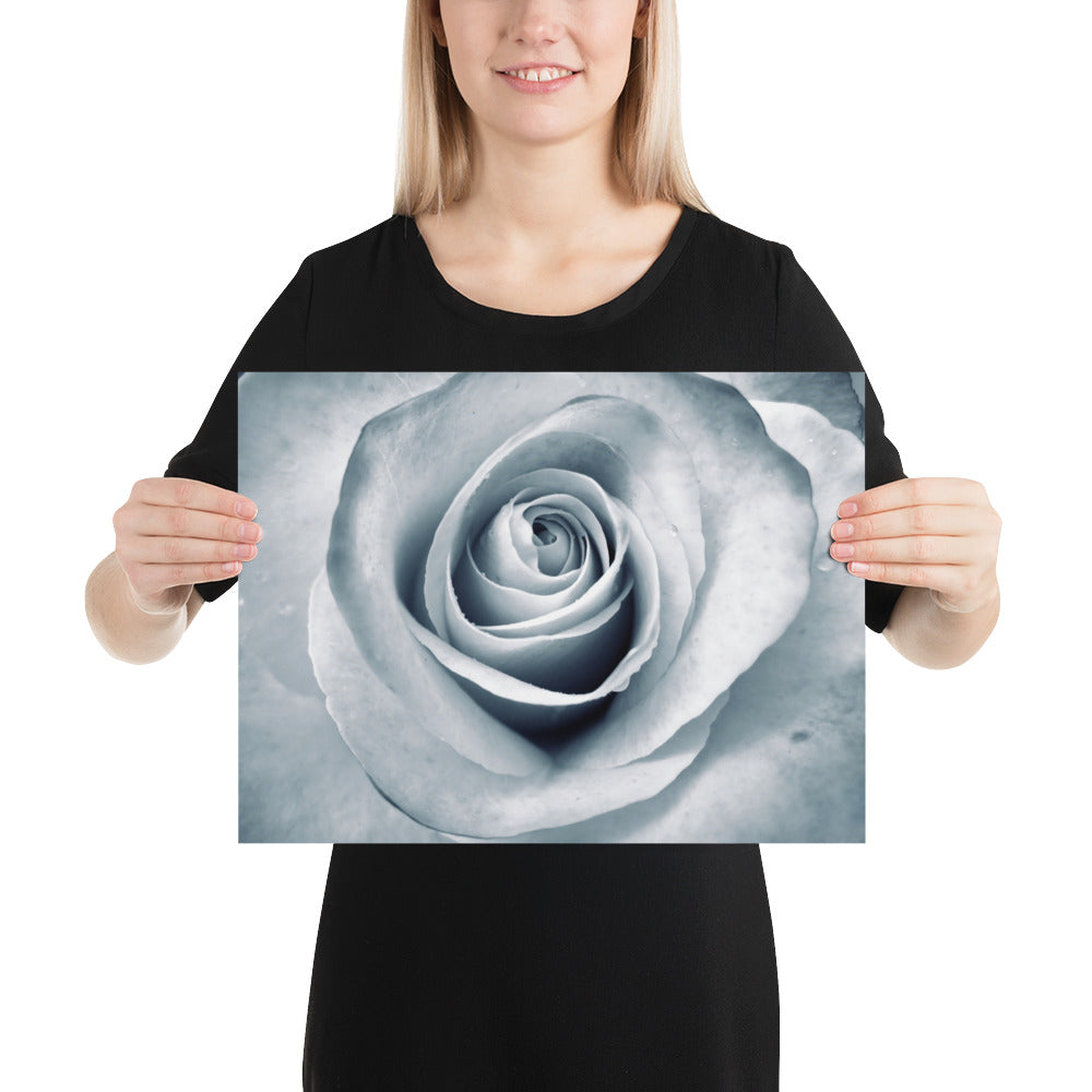 Elegant White Rose Macro Photograph Print - Silverish Tint & Gray Shadows - Perfect Gift for Art, Nature, and Photography Lovers