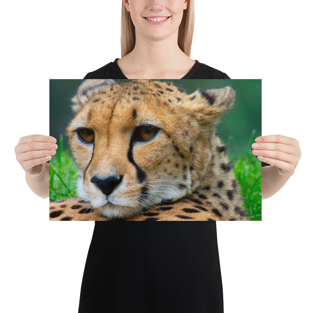 cheetah, cat, cats, feline, nature, africa, safari, photo