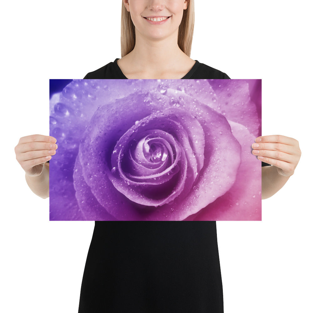 pink, purple, rose, pink rose, cute, valentine