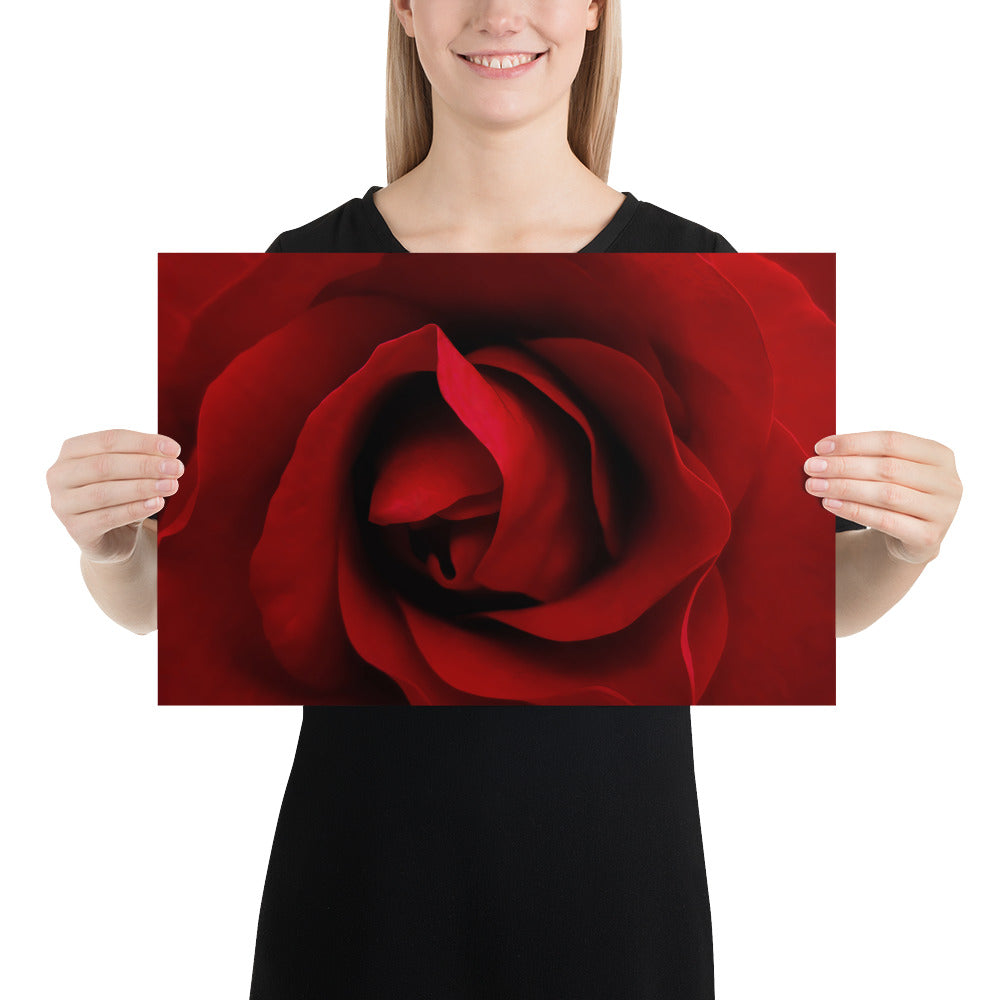 red rose, rose, red, flowers, flower, nature, beauty, love, valentine