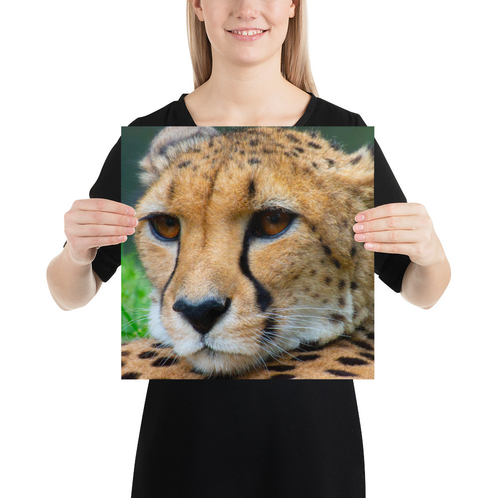 cheetah, cat, cats, feline, nature, africa, safari, photo