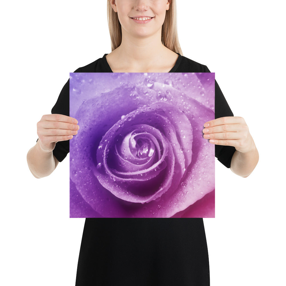 pink, purple, rose, pink rose, cute, valentine