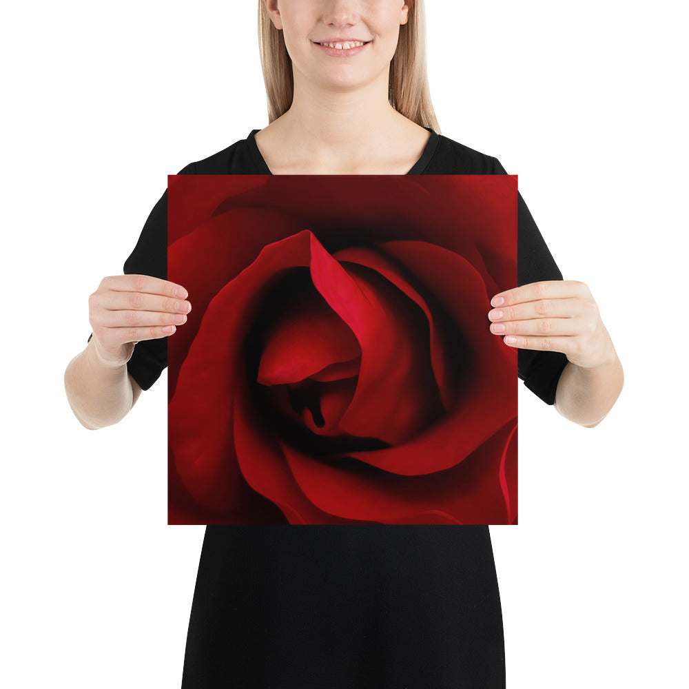 red rose, rose, red, flowers, flower, nature, beauty, love, valentine