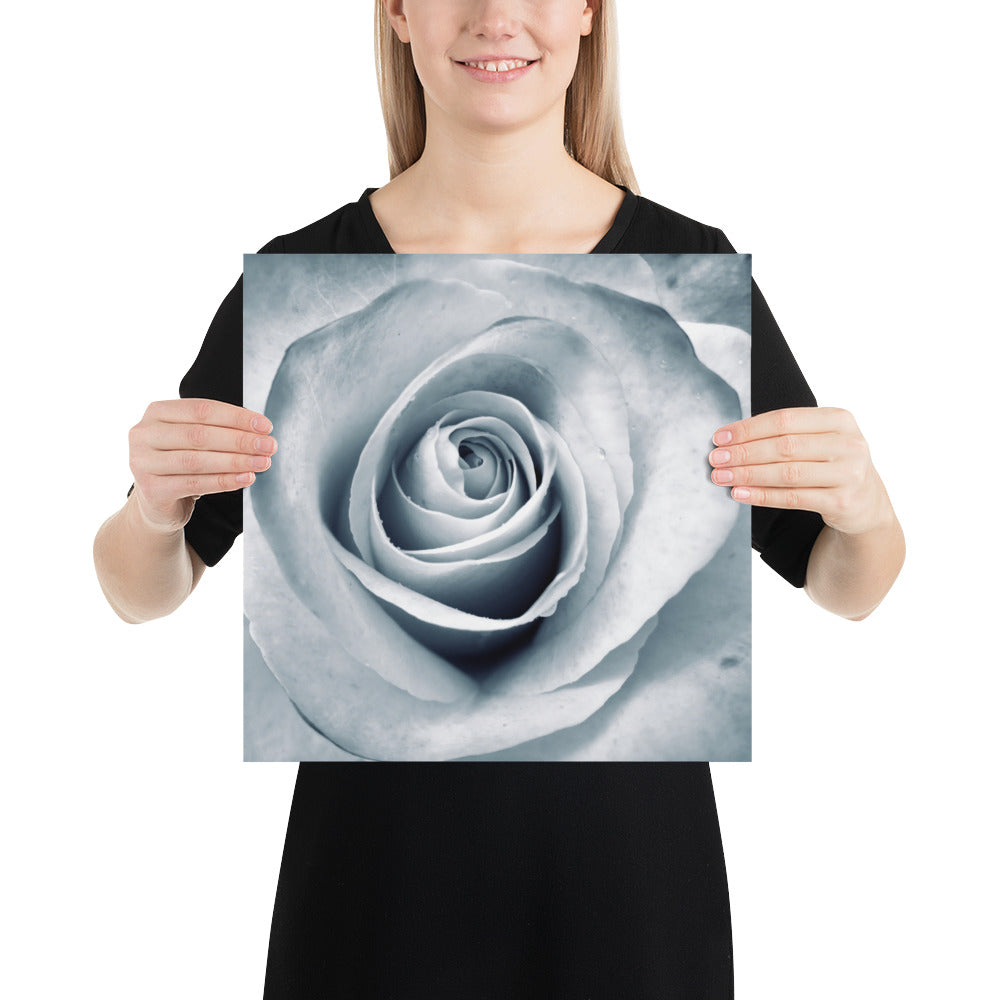 Elegant White Rose Macro Photograph Print - Silverish Tint & Gray Shadows - Perfect Gift for Art, Nature, and Photography Lovers