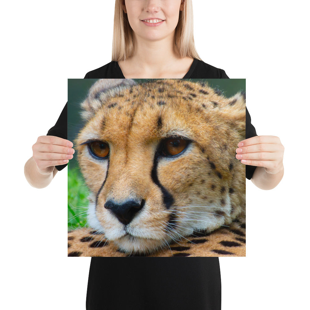 cheetah, cat, cats, feline, nature, africa, safari, photo