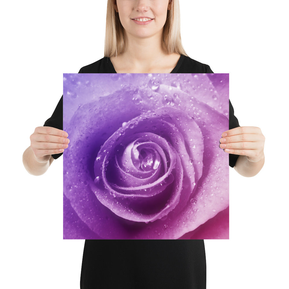 pink, purple, rose, pink rose, cute, valentine