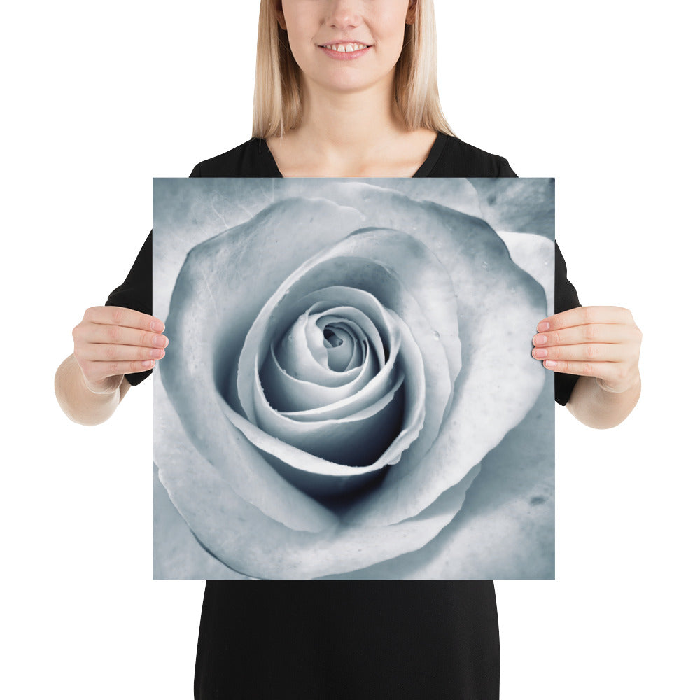 Elegant White Rose Macro Photograph Print - Silverish Tint & Gray Shadows - Perfect Gift for Art, Nature, and Photography Lovers