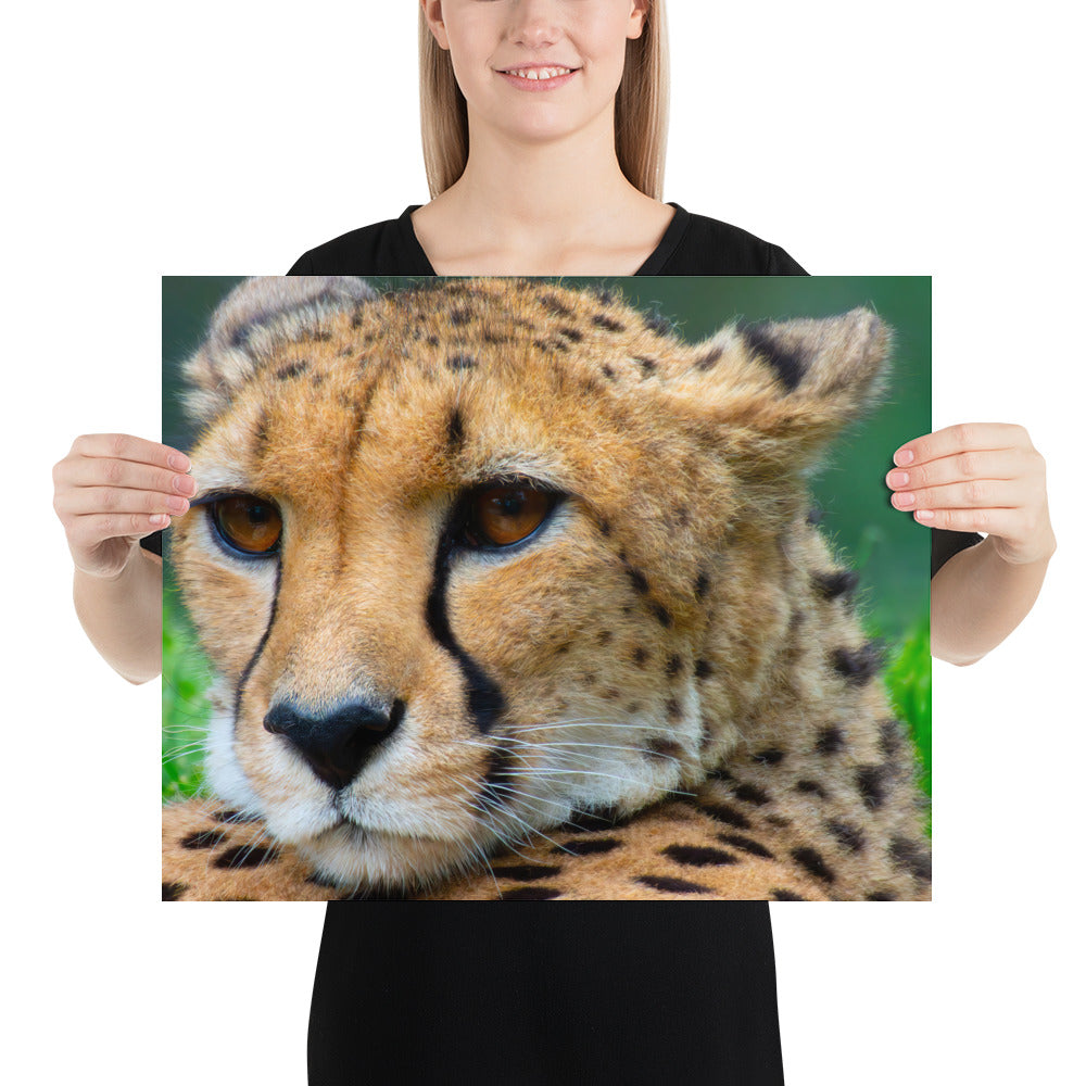 cheetah, cat, cats, feline, nature, africa, safari, photo