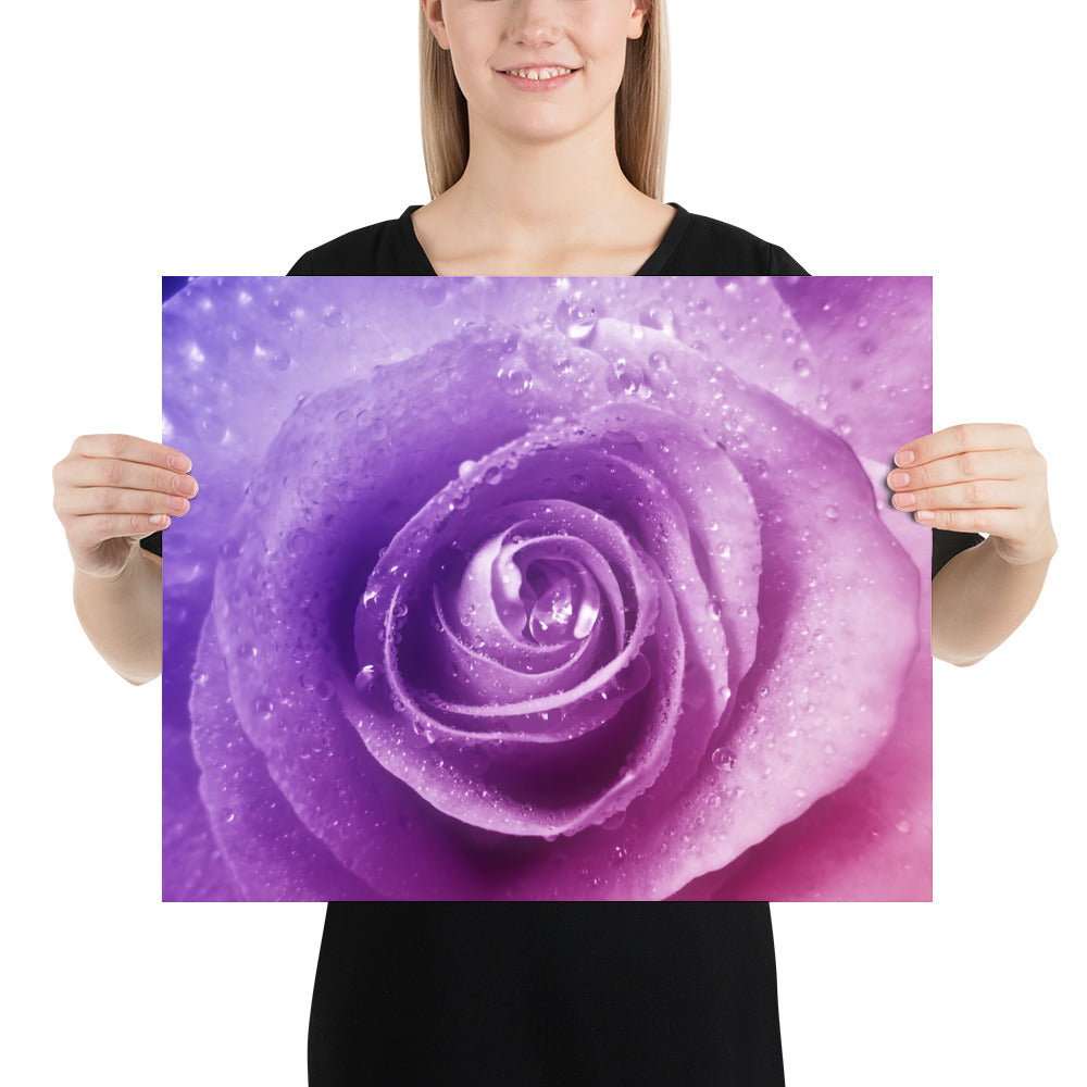 pink, purple, rose, pink rose, cute, valentine