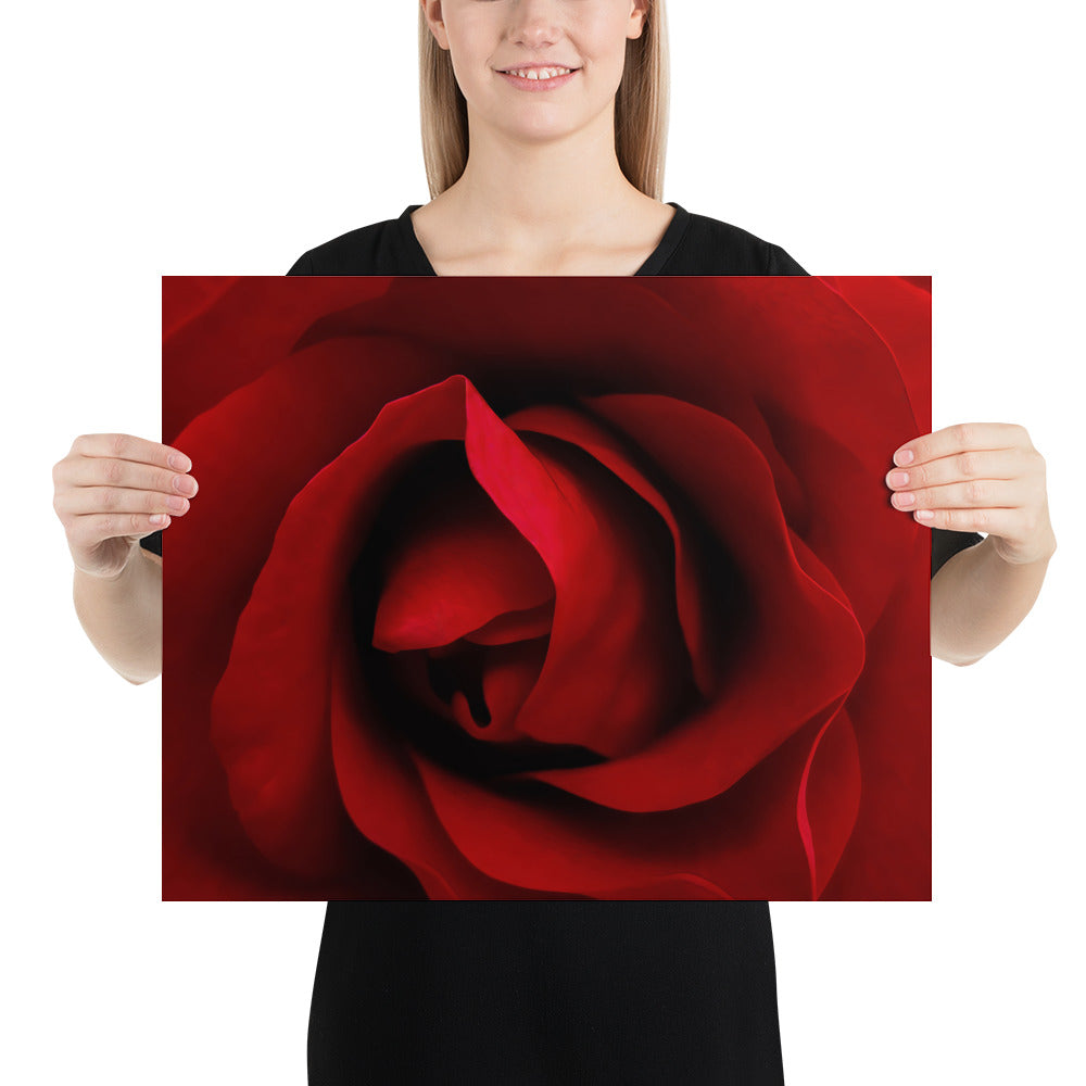 red rose, rose, red, flowers, flower, nature, beauty, love, valentine