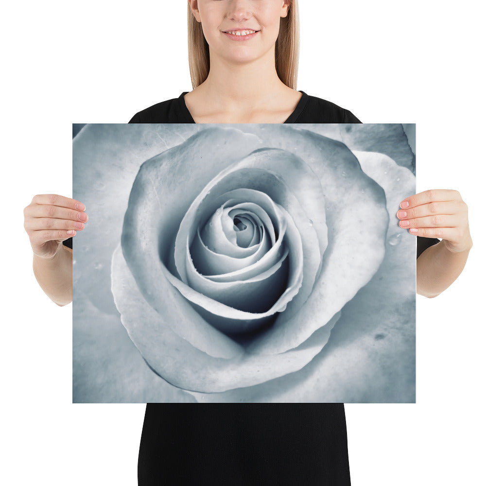 Elegant White Rose Macro Photograph Print - Silverish Tint & Gray Shadows - Perfect Gift for Art, Nature, and Photography Lovers