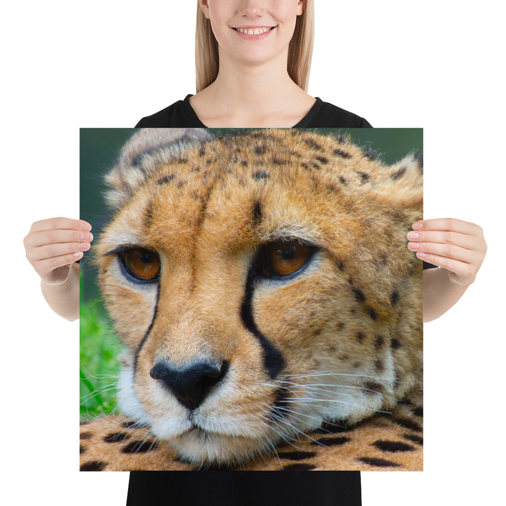 cheetah, cat, cats, feline, nature, africa, safari, photo