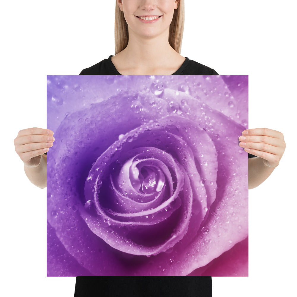 pink, purple, rose, pink rose, cute, valentine