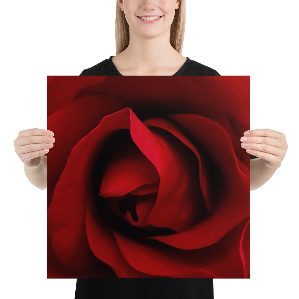 red rose, rose, red, flowers, flower, nature, beauty, love, valentine