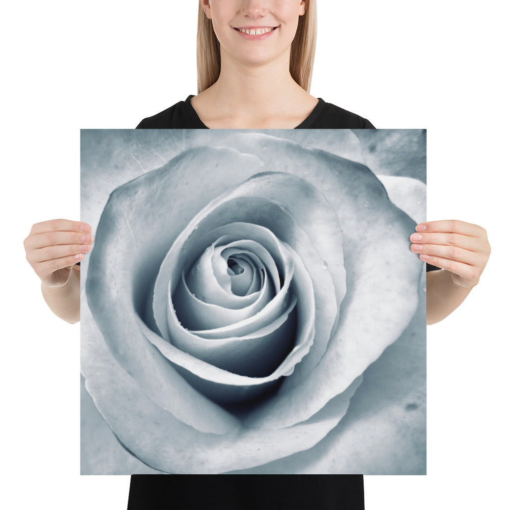 Elegant White Rose Macro Photograph Print - Silverish Tint & Gray Shadows - Perfect Gift for Art, Nature, and Photography Lovers