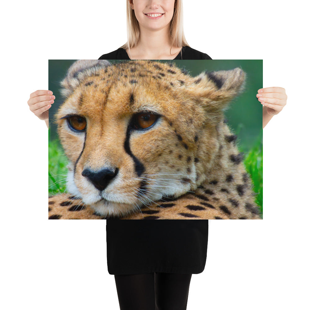 cheetah, cat, cats, feline, nature, africa, safari, photo