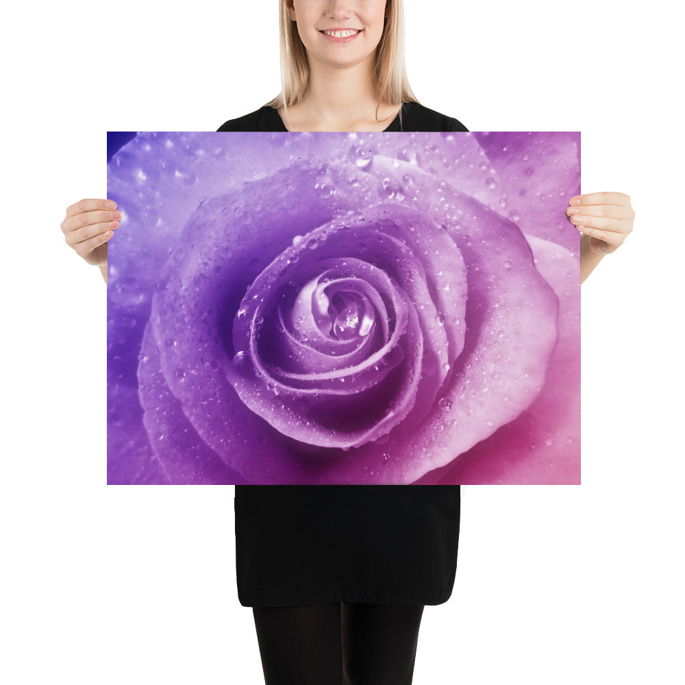 pink, purple, rose, pink rose, cute, valentine