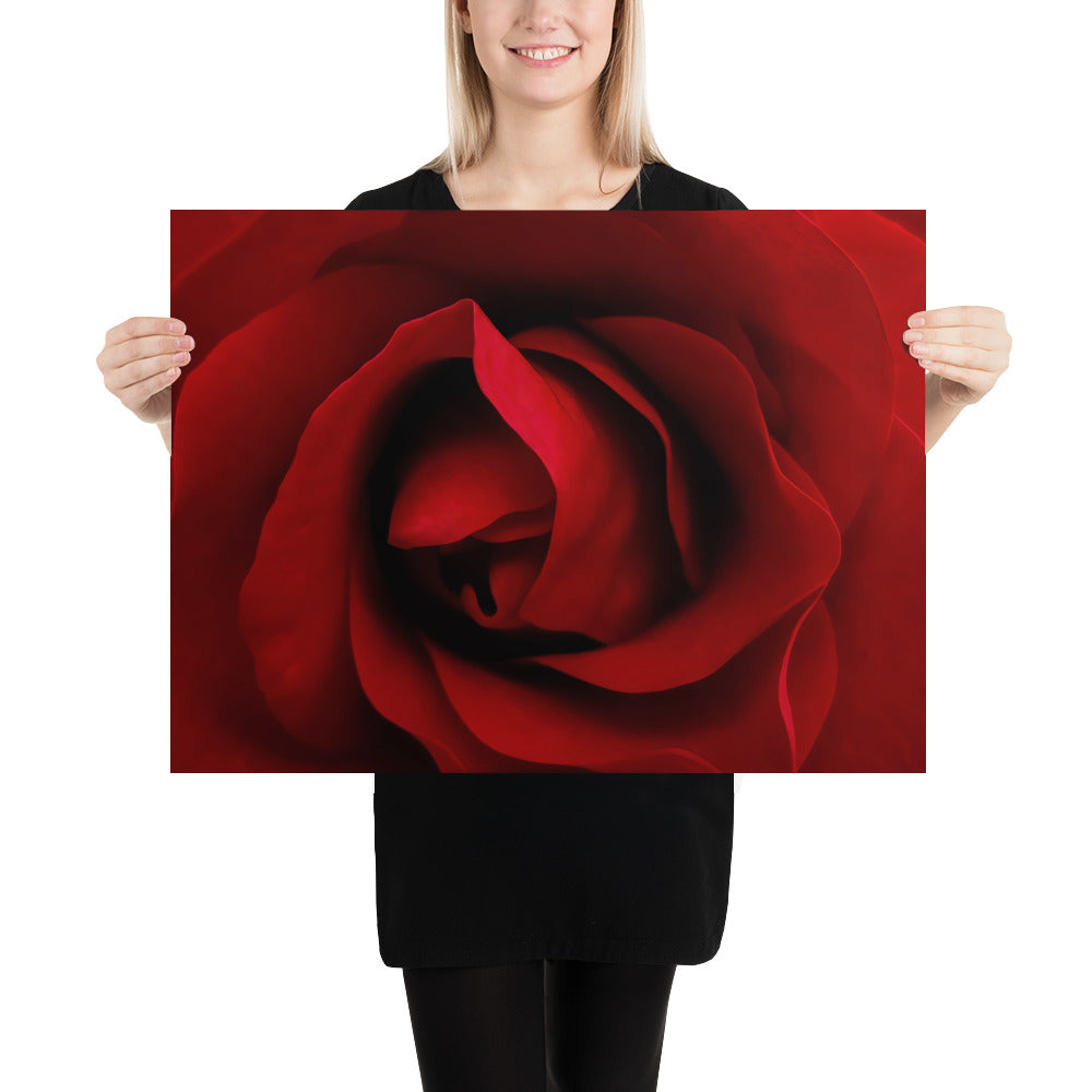 red rose, rose, red, flowers, flower, nature, beauty, love, valentine