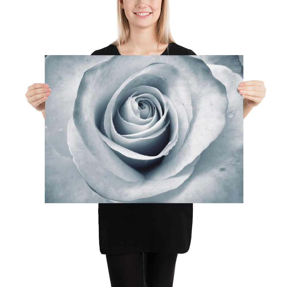 Elegant White Rose Macro Photograph Print - Silverish Tint & Gray Shadows - Perfect Gift for Art, Nature, and Photography Lovers