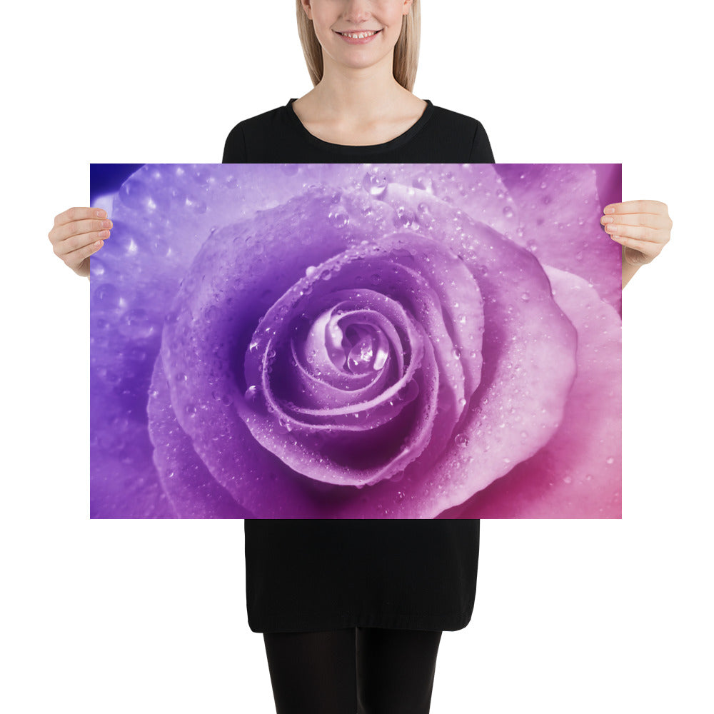 pink, purple, rose, pink rose, cute, valentine