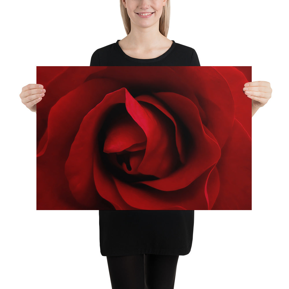 red rose, rose, red, flowers, flower, nature, beauty, love, valentine