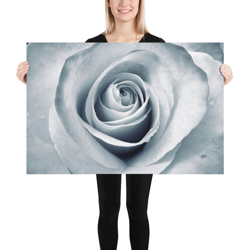 Elegant White Rose Macro Photograph Print - Silverish Tint & Gray Shadows - Perfect Gift for Art, Nature, and Photography Lovers