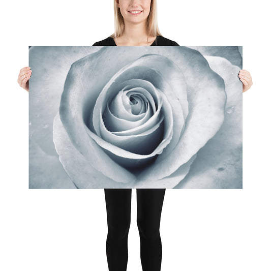 Elegant White Rose Macro Photograph Print - Silverish Tint & Gray Shadows - Perfect Gift for Art, Nature, and Photography Lovers