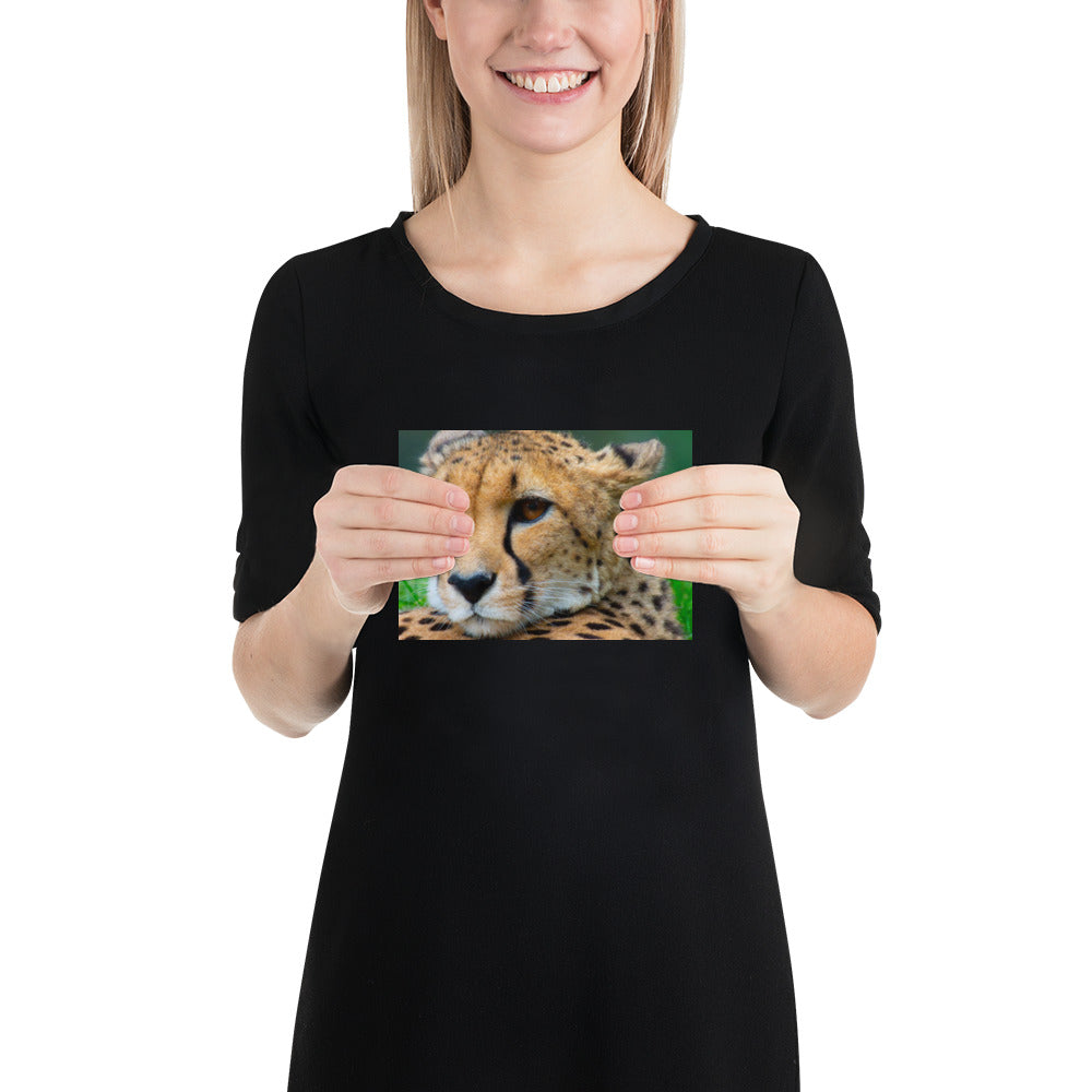 cheetah, cat, cats, feline, nature, africa, safari, photo