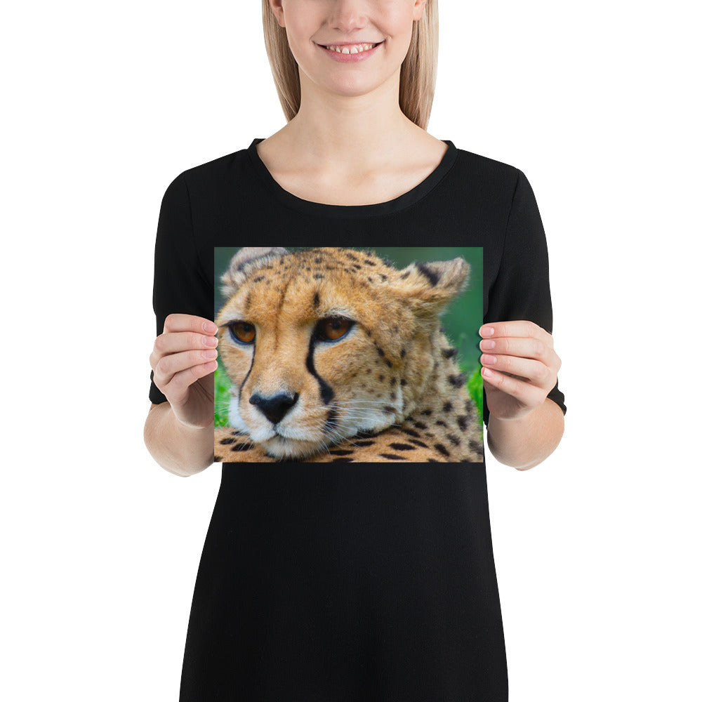 cheetah, cat, cats, feline, nature, africa, safari, photo