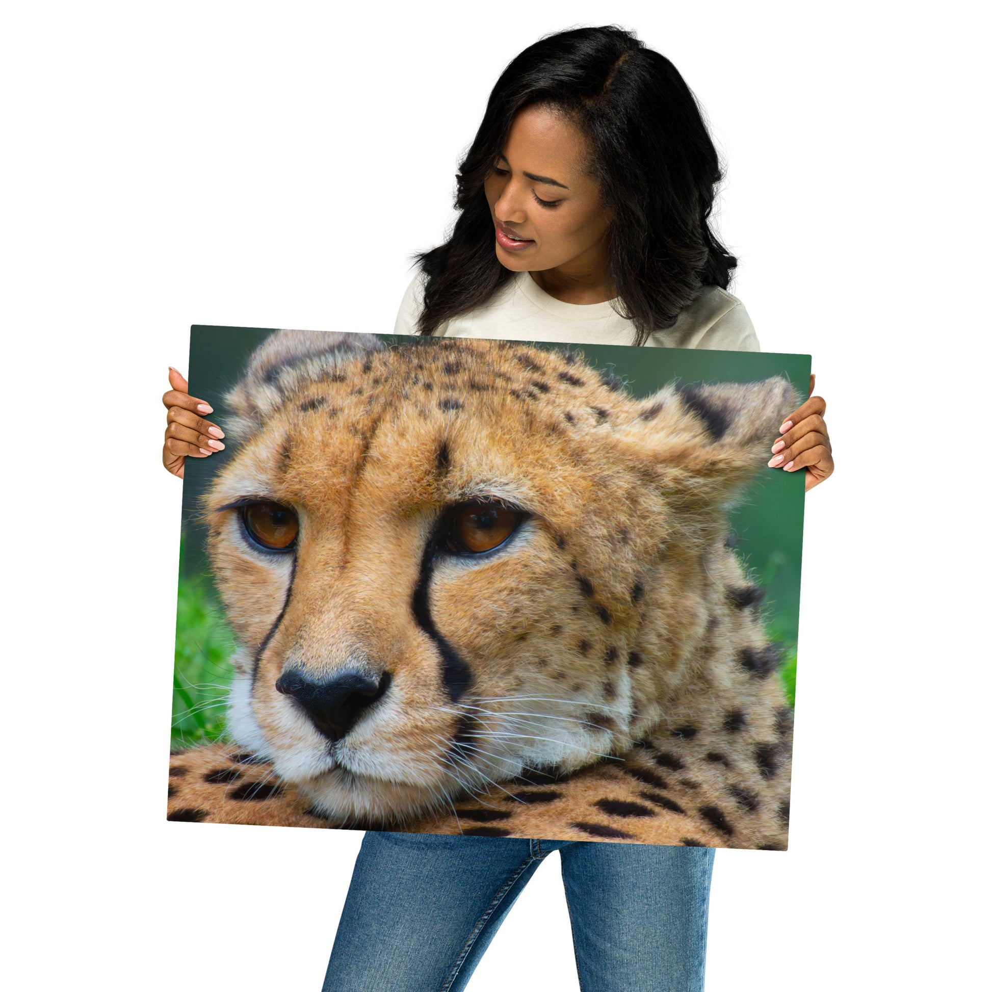 cheetah, cat, cats, feline, nature, africa, safari, photo