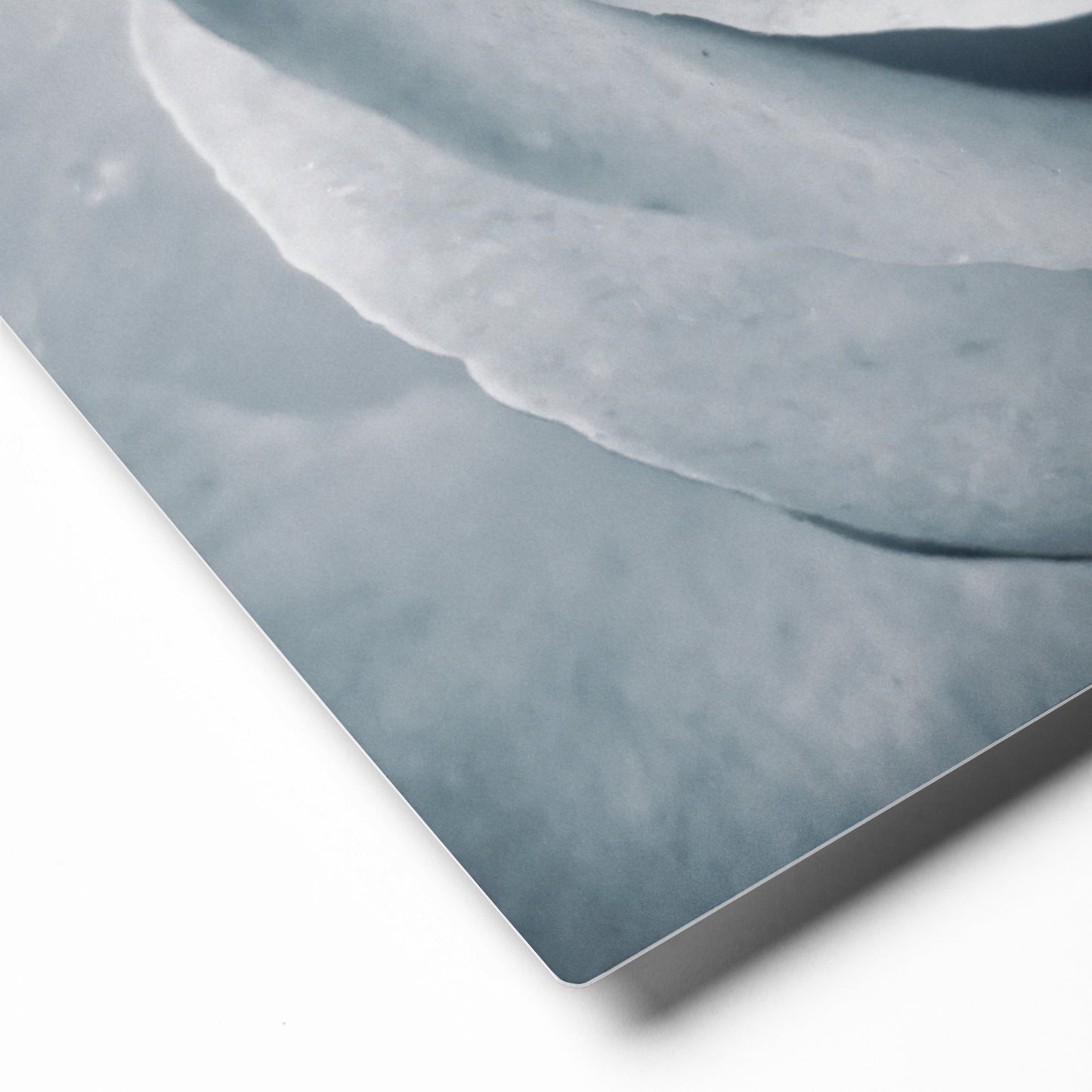 Elegant White Rose Macro Photograph On Fine Art Metal Print - Perfect Gift For Contemporary Art, Nature, Flower & B&W Photography Lovers