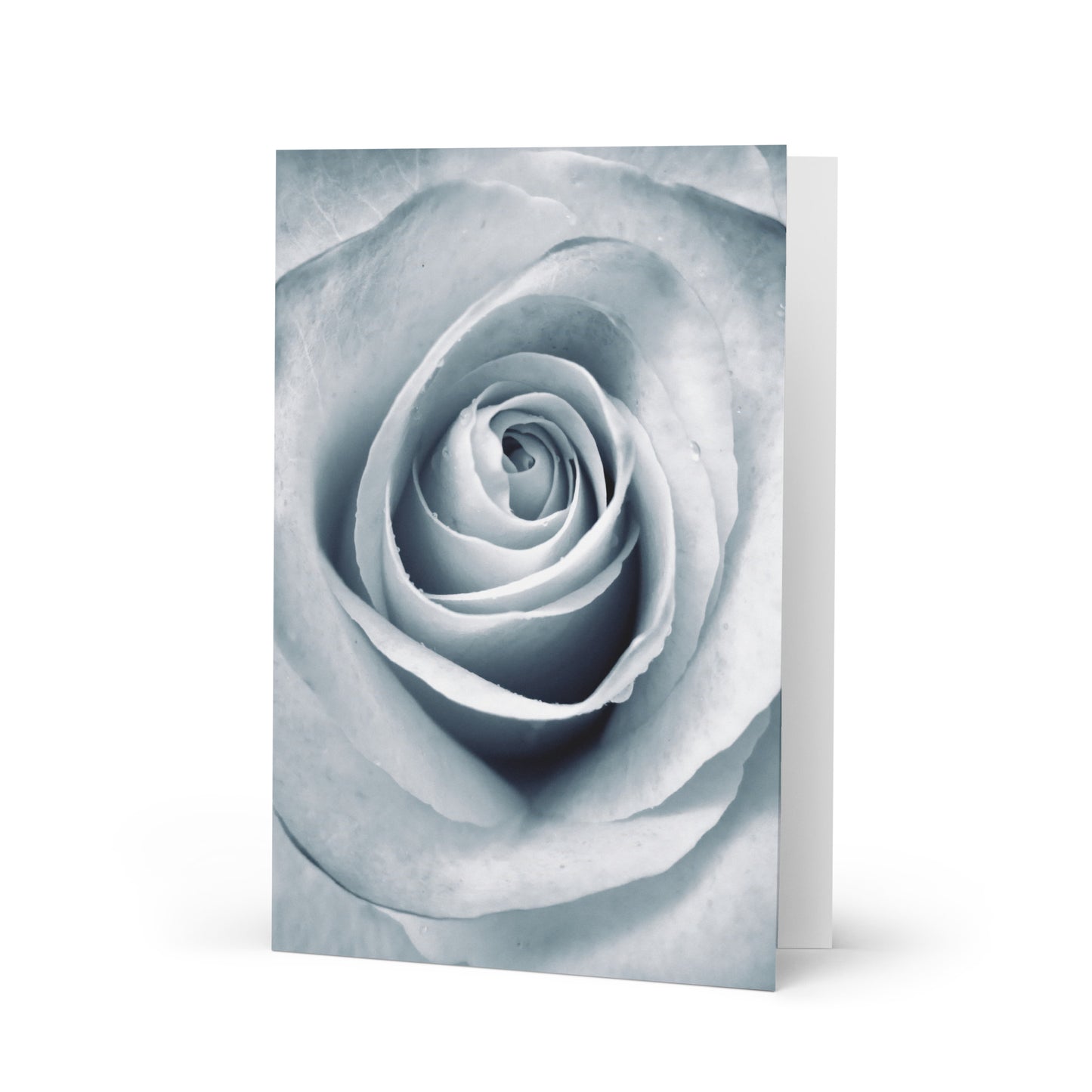 Elegant White Rose Macro Photograph on Fine Art Greeting Card - Perfect Gift for Contemporary Art, Nature, Flower & B&W Photography Lovers