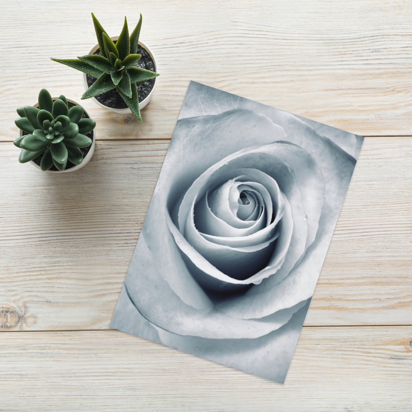 Elegant White Rose Macro Photograph on Fine Art Greeting Card - Perfect Gift for Contemporary Art, Nature, Flower & B&W Photography Lovers