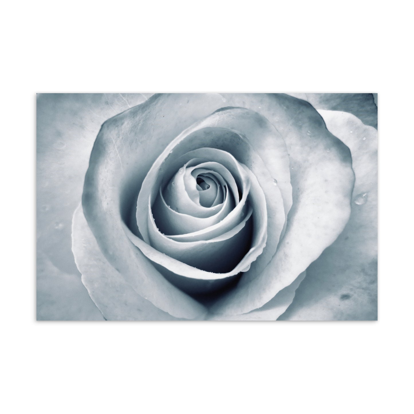 Elegant White Rose Macro Photograph On Fine Art Standard Postcard - Perfect Gift For Contemporary Art, Nature, Flower & B&W Photography Lovers