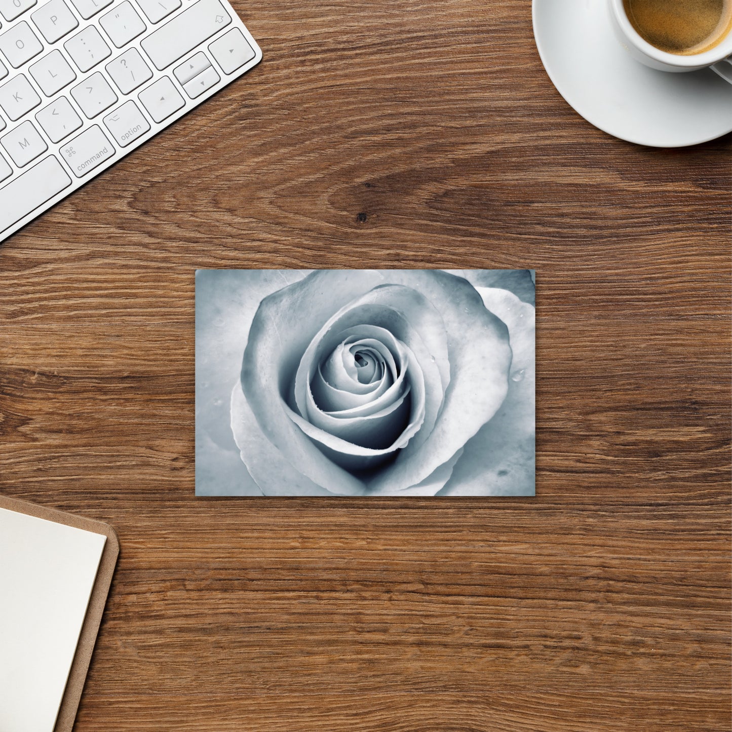 Elegant White Rose Macro Photograph On Fine Art Standard Postcard - Perfect Gift For Contemporary Art, Nature, Flower & B&W Photography Lovers