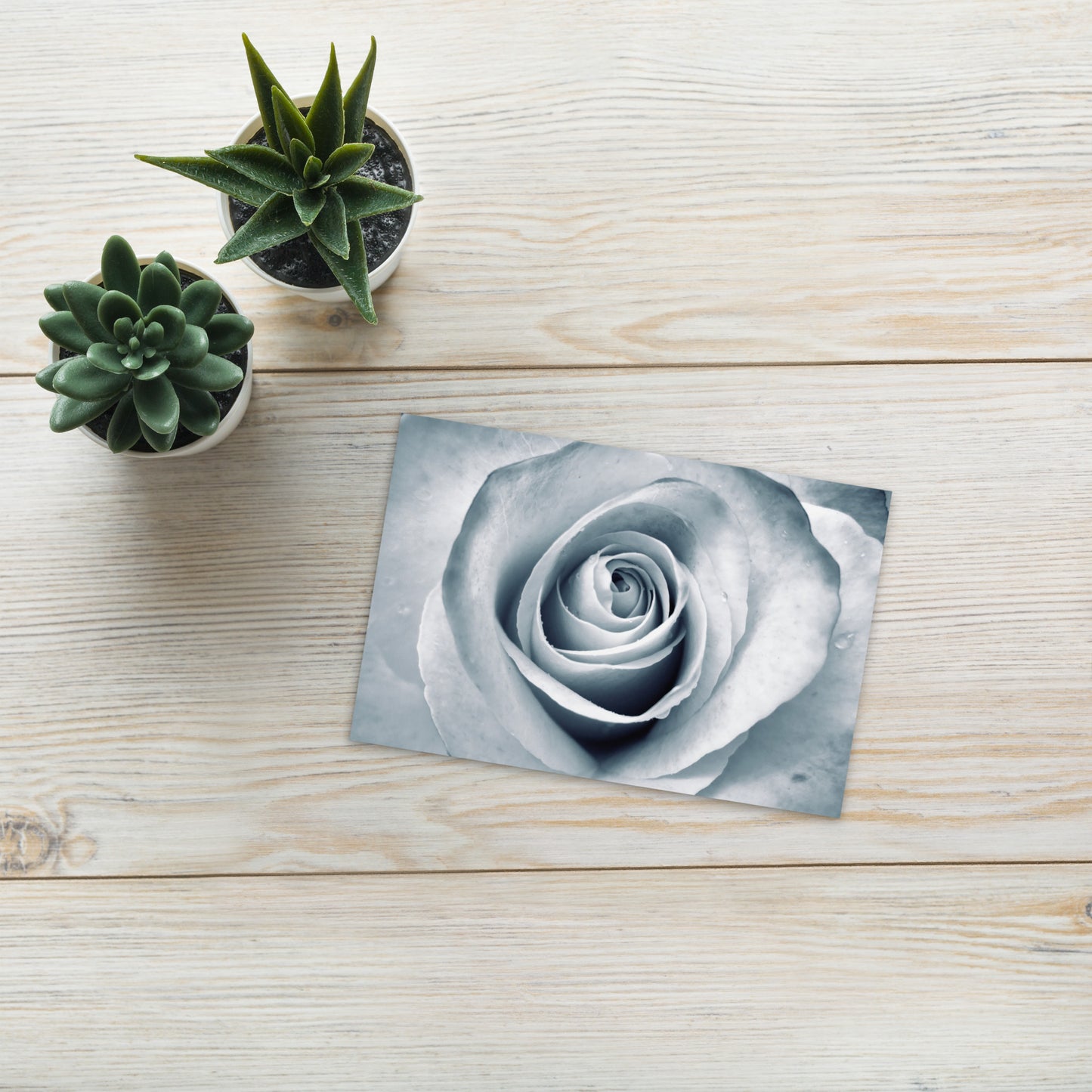 Elegant White Rose Macro Photograph On Fine Art Standard Postcard - Perfect Gift For Contemporary Art, Nature, Flower & B&W Photography Lovers