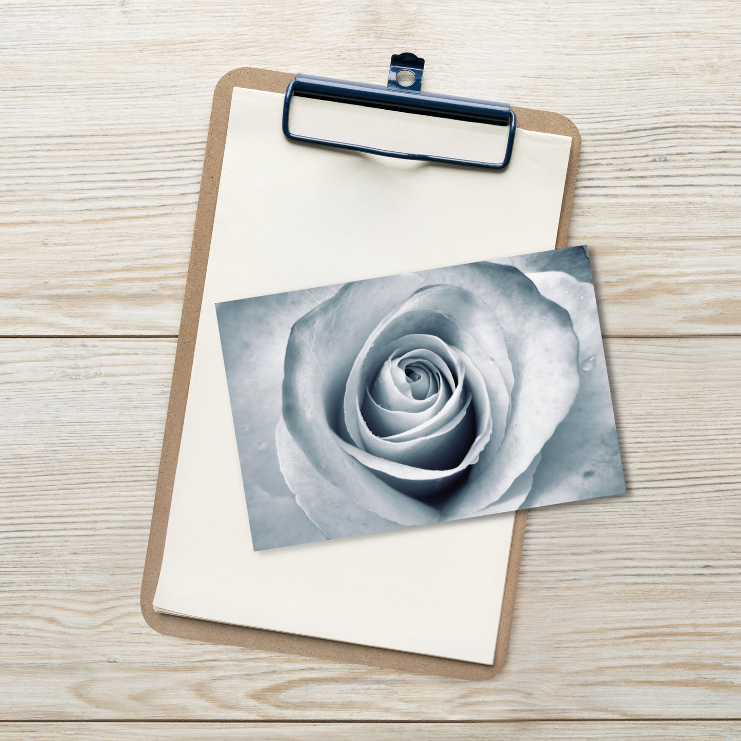 Elegant White Rose Macro Photograph On Fine Art Standard Postcard - Perfect Gift For Contemporary Art, Nature, Flower & B&W Photography Lovers