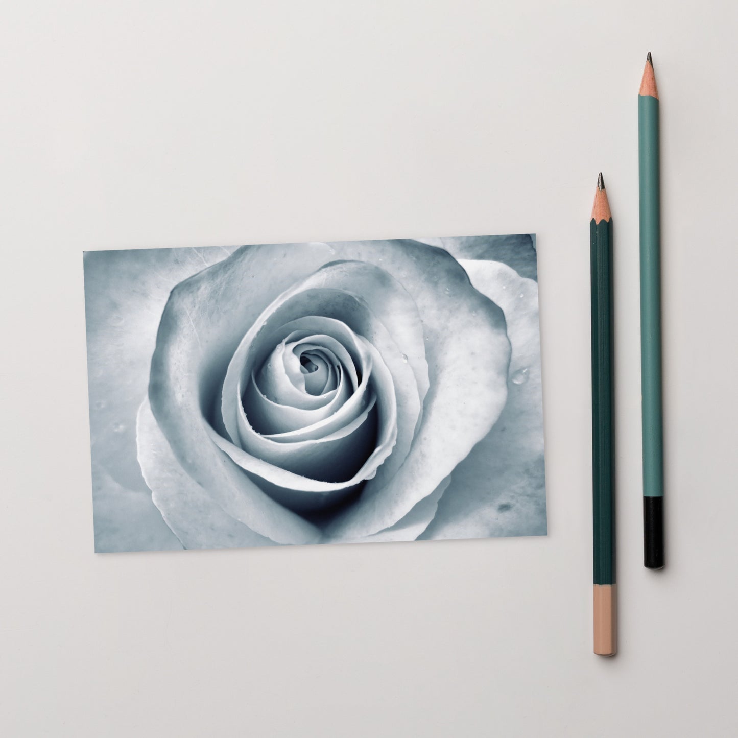 Elegant White Rose Macro Photograph On Fine Art Standard Postcard - Perfect Gift For Contemporary Art, Nature, Flower & B&W Photography Lovers