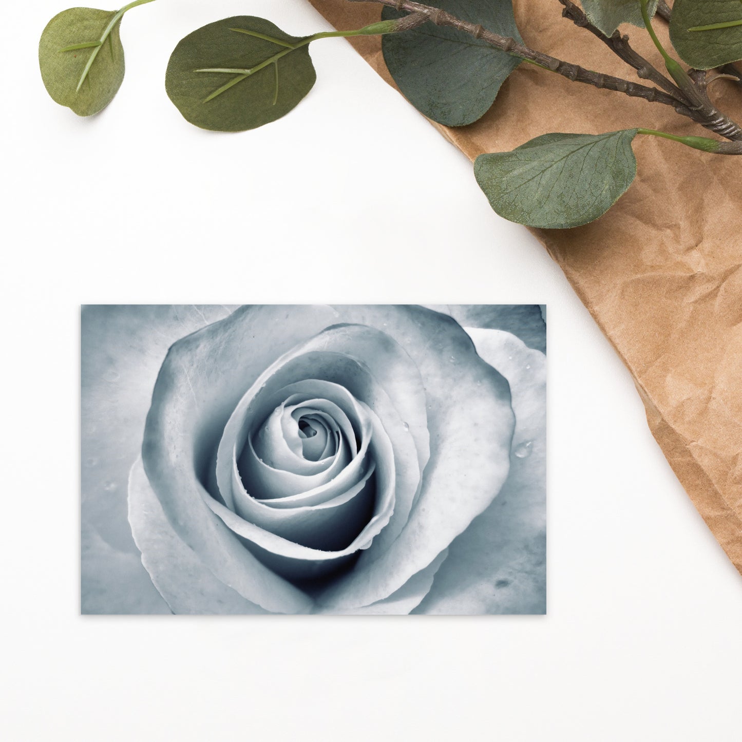 Elegant White Rose Macro Photograph On Fine Art Standard Postcard - Perfect Gift For Contemporary Art, Nature, Flower & B&W Photography Lovers