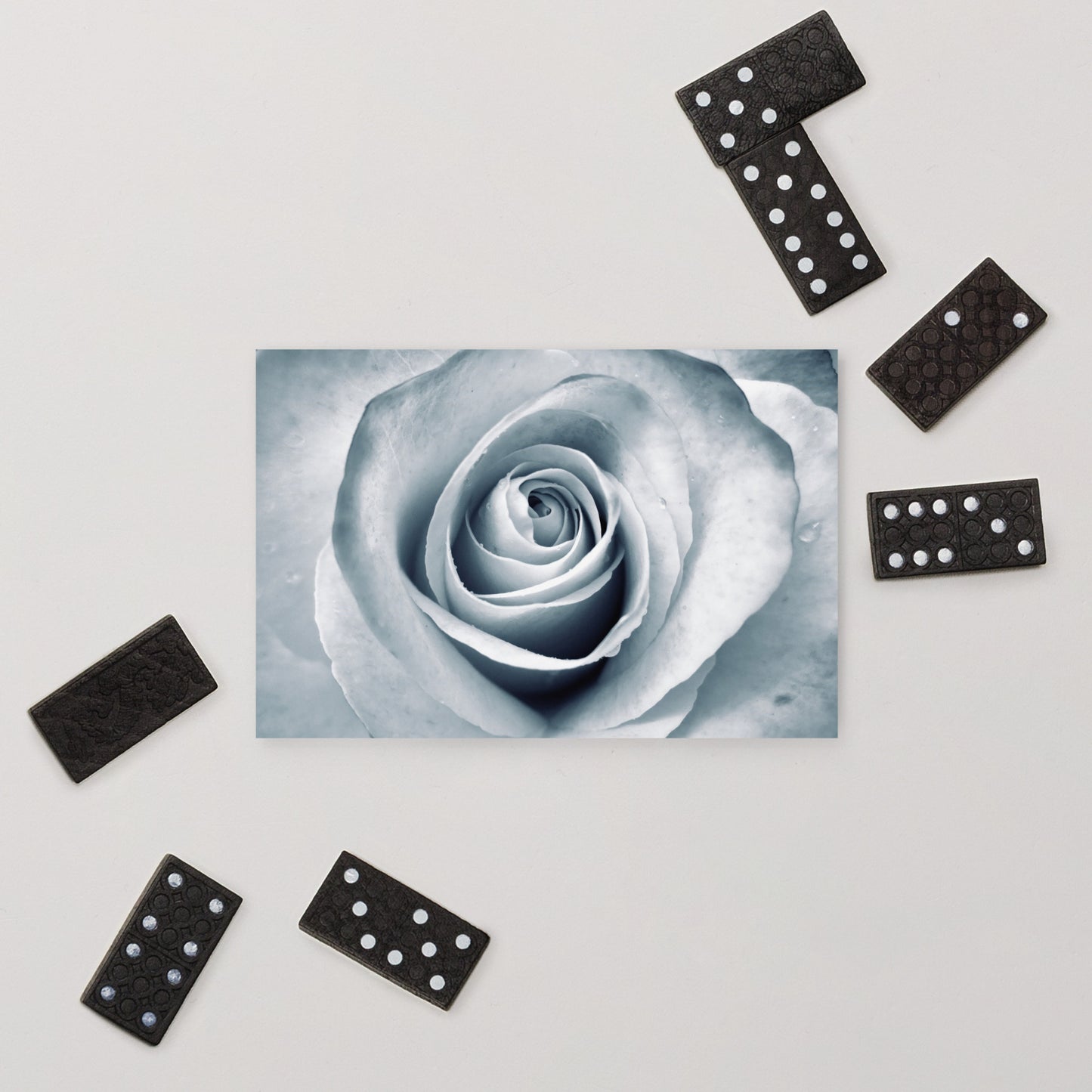 Elegant White Rose Macro Photograph On Fine Art Standard Postcard - Perfect Gift For Contemporary Art, Nature, Flower & B&W Photography Lovers
