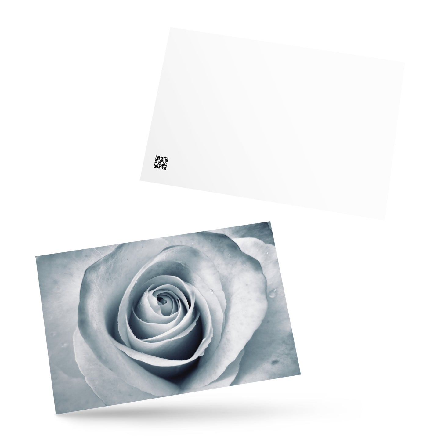 Elegant White Rose Macro Photograph On Fine Art Standard Postcard - Perfect Gift For Contemporary Art, Nature, Flower & B&W Photography Lovers